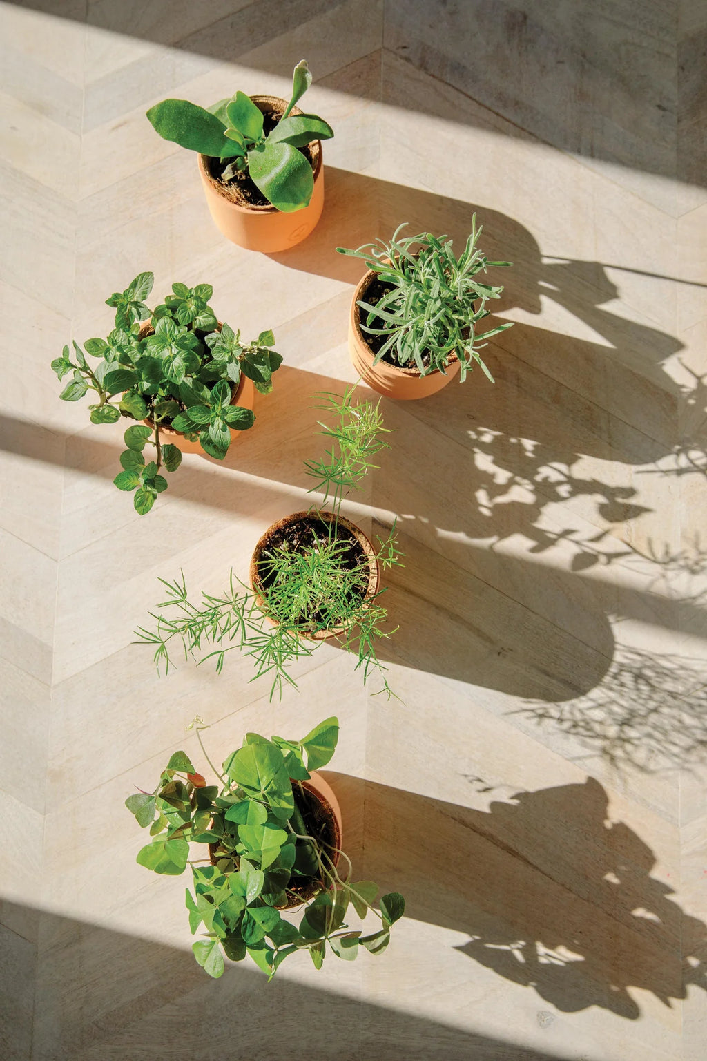 Bright Side Seed Balls